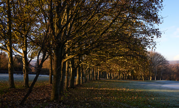 Line of winter trees This landscape photograph captures a line of winter trees in Tapton Park, Chesterfield, United Kingdom, during the morning. The scene is typical of nature in a park setting, with the ground showing a layer of frost and the trees displaying sparse foliage indicative of the winter season. The low morning sun casts long shadows and highlights the textures of the tree trunks and branches. The image showcases the character of the trees and the winter atmosphere within Tapton Park, illustrating the beauty of nature in Chesterfield.
